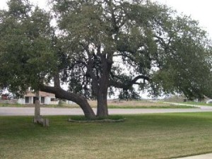 Live Oak Tree Service