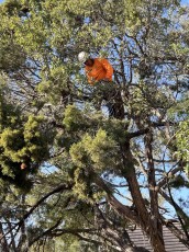 Austin Tree Trimming