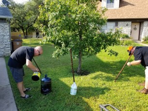 Re-staking a Young Tree