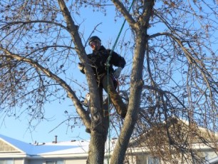 Winter Tree Maintenance
