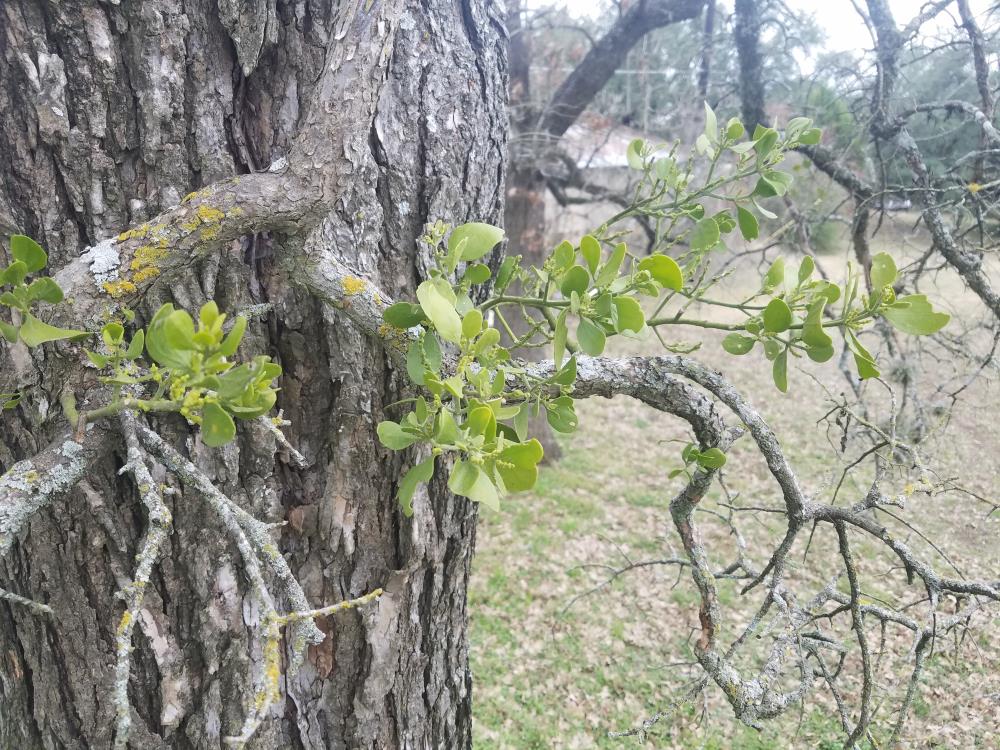 The Twisted Tale of the Mistletoe - Good Guys Tree Service - Tree Trimming  Austin TX