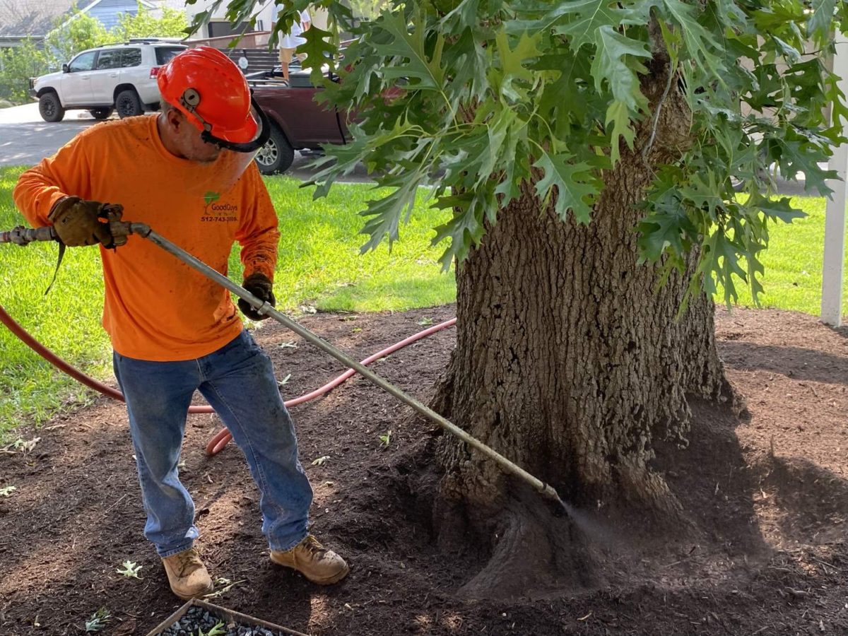 How to Trim a Live Oak Tree Good Guys Tree Service Tree Trimming