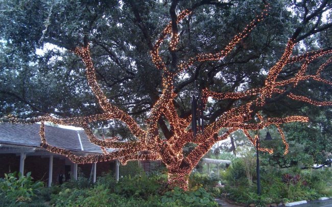 Christmas Lights Austin