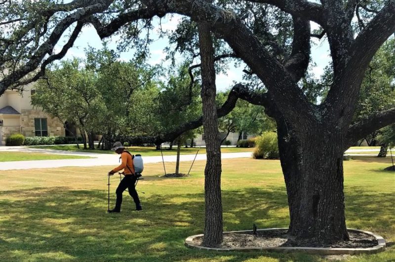 Tree Care Austin, TX Good Guys Tree Service