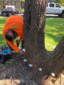 Tree Care Lakeway TX