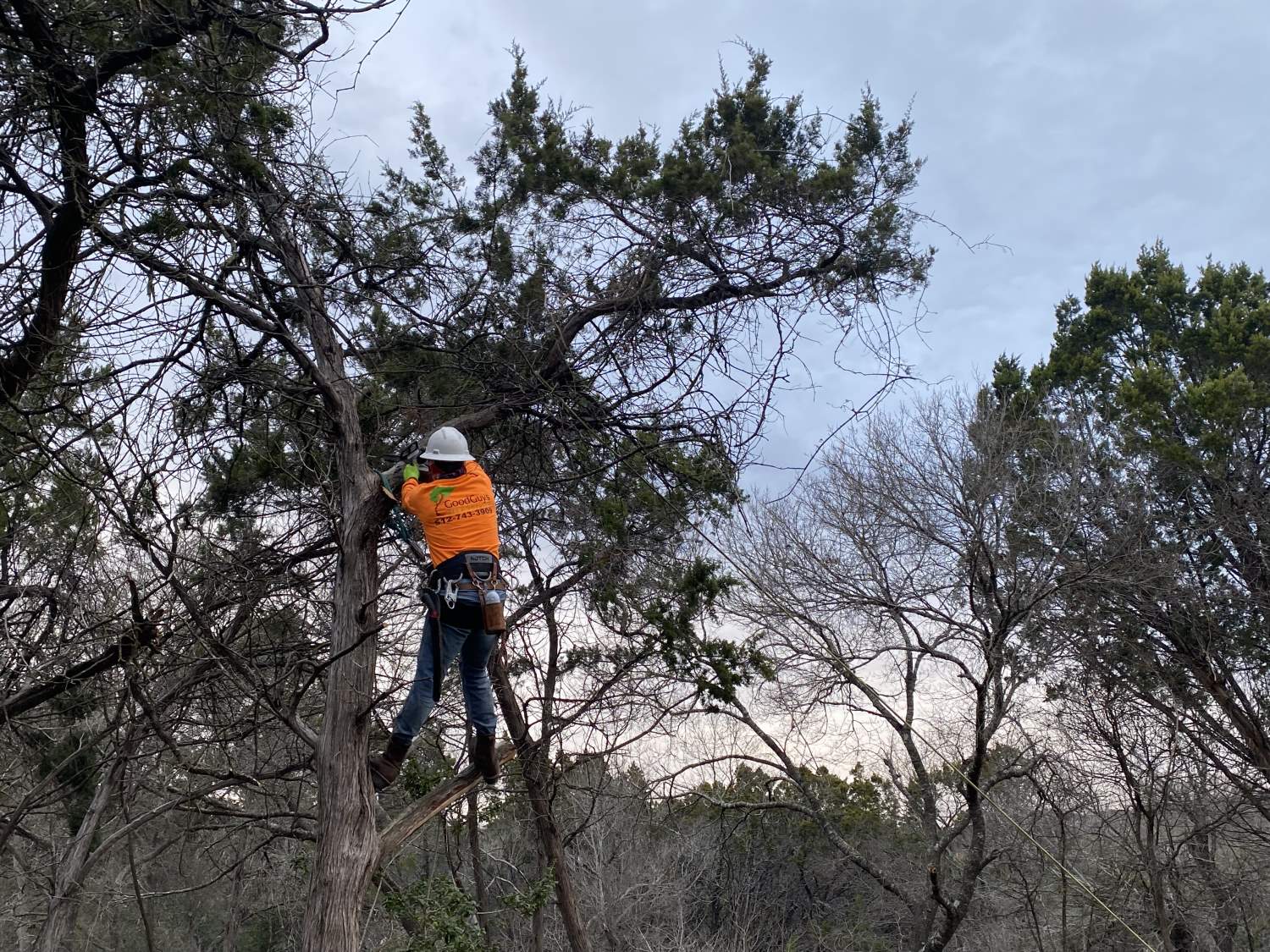 Good Guys Tree Service professional tree care