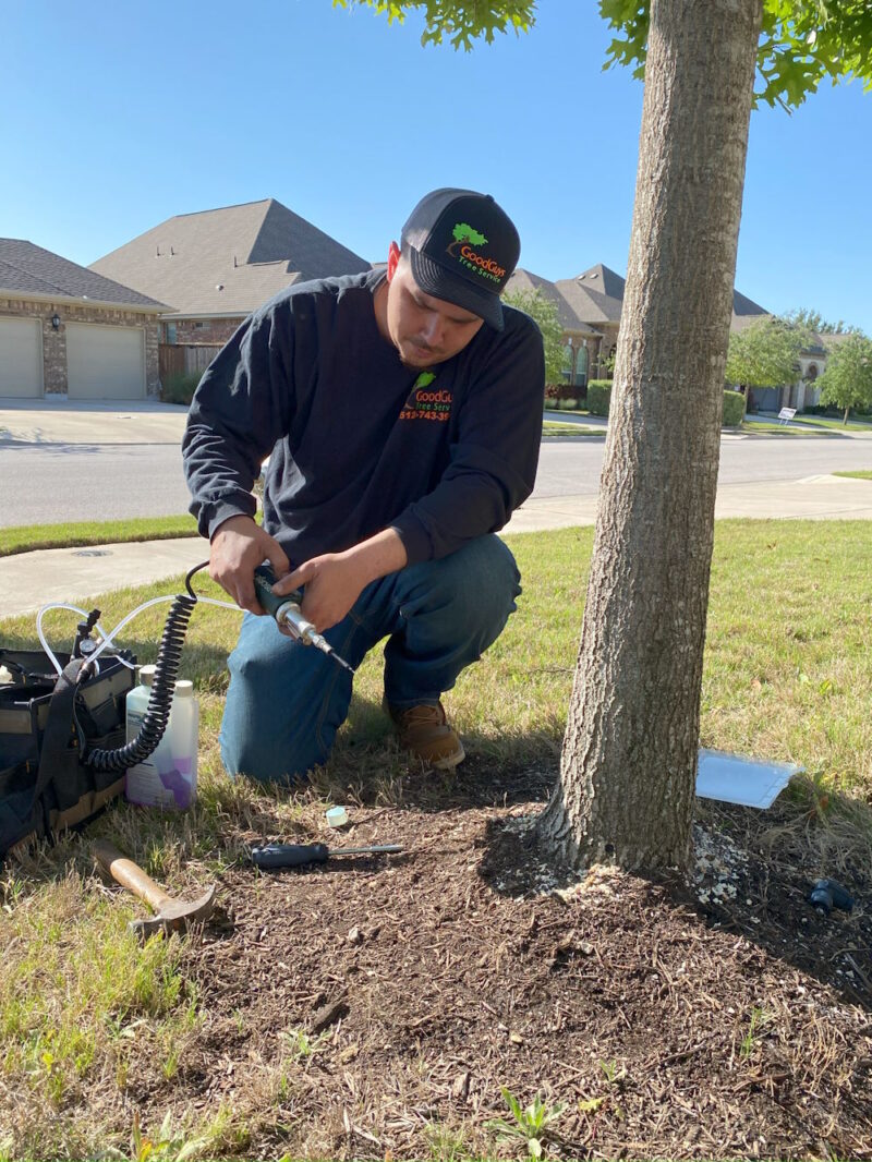 How to Trim a Live Oak Tree - Good Guys Tree Service - Tree Trimming ...