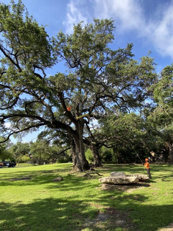 How to Trim a Live Oak Tree Good Guys Tree Service Tree Trimming