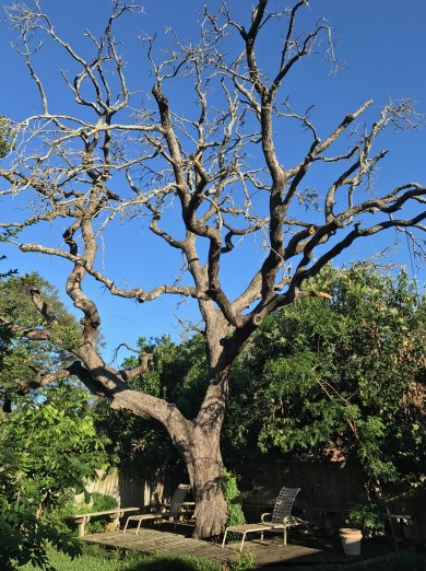 When to remove a tree in Kansas City.