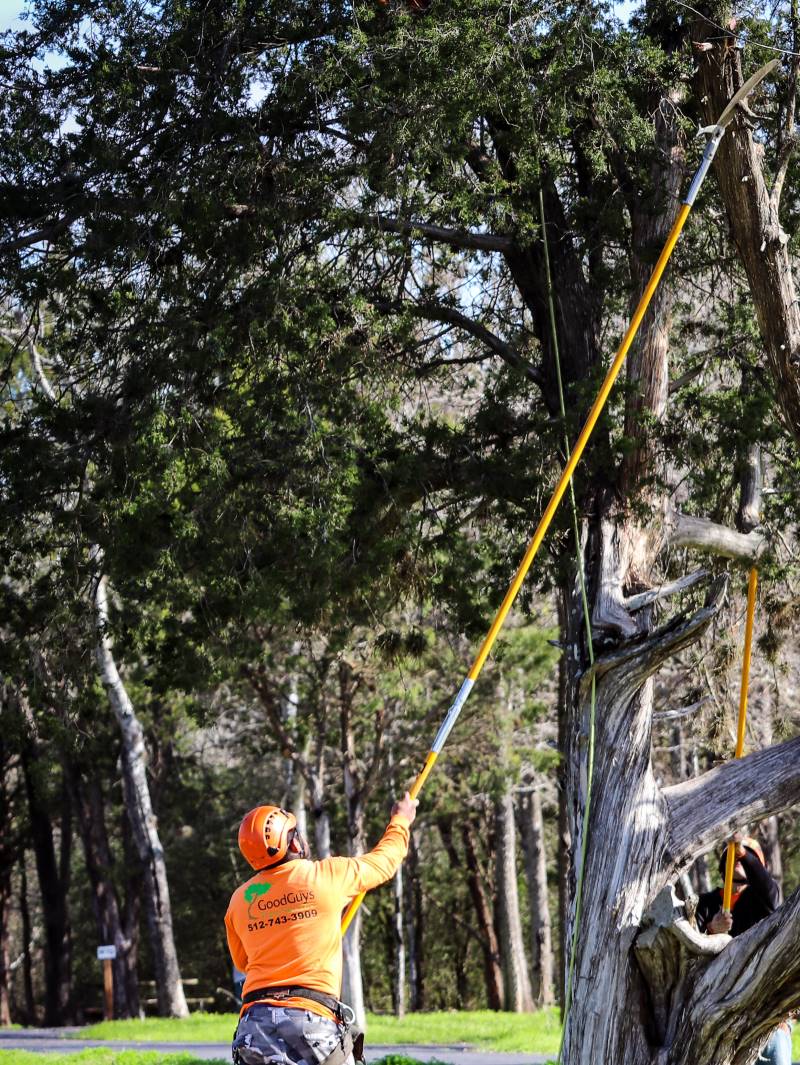 Tree Trimming Quality