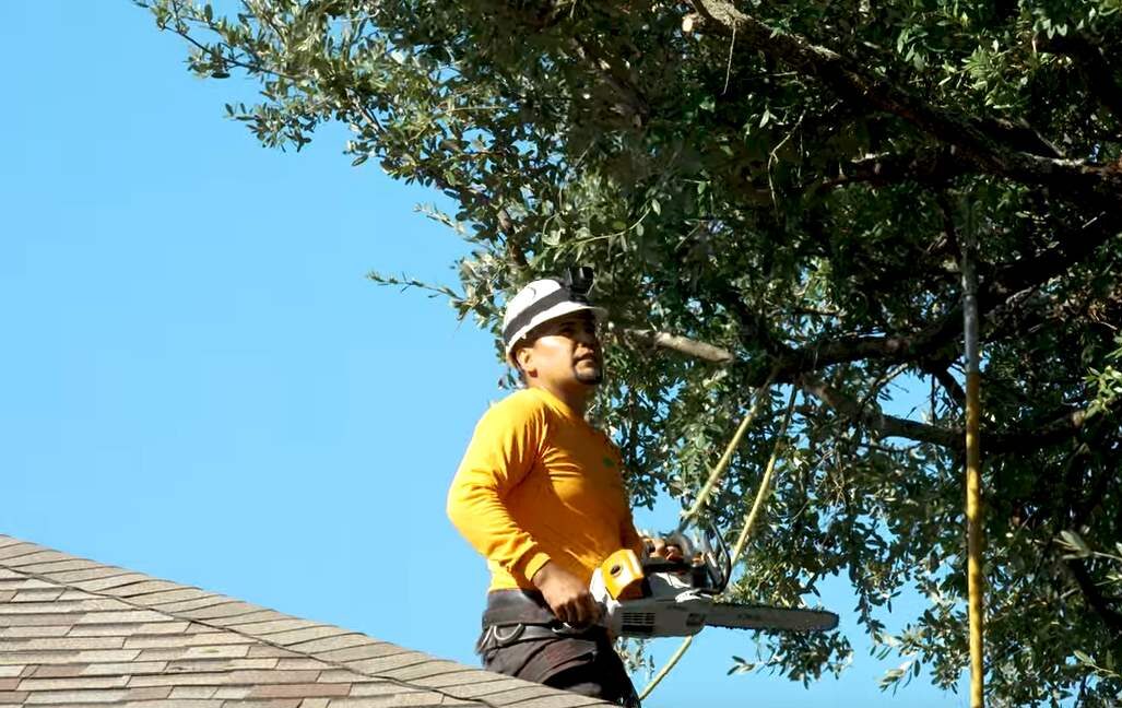 Good Guys Tree Service professional tree care