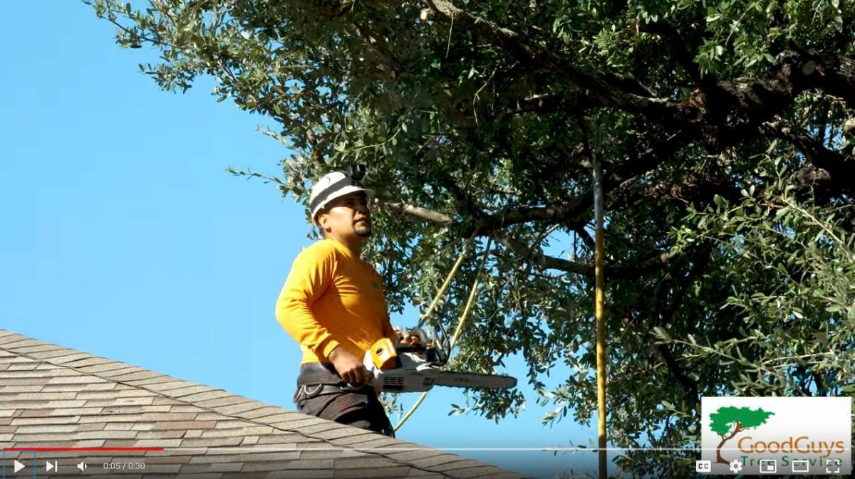 How to Trim a Live Oak Tree Good Guys Tree Service Tree Trimming