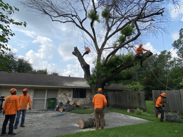 Tree removal Austin TX