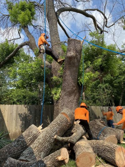 Tree Removal Austin