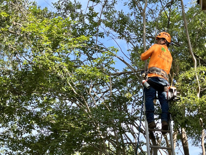 Tree Trimming Tyler Good Guys Tree Service