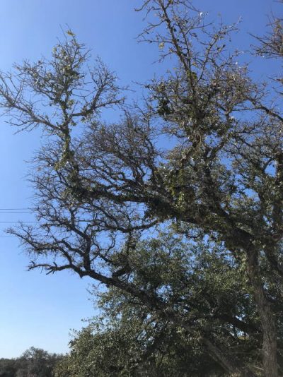 How to Trim a Live Oak Tree - Good Guys Tree Service - Tree Trimming
