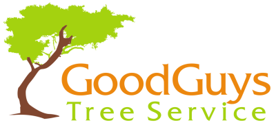 tree surgeons Colchester