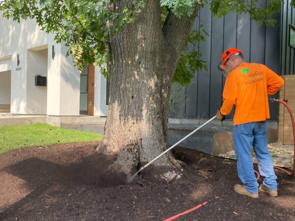 Tree Care Round Rock TX