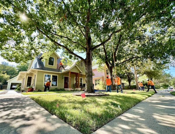 Tree Service Austin