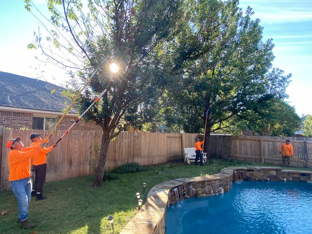 Steiner Ranch Tree Service